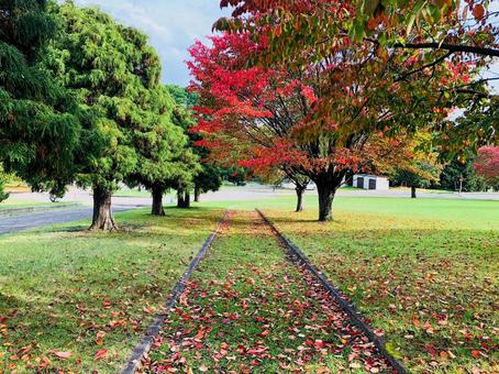 紅葉 紅葉の写真