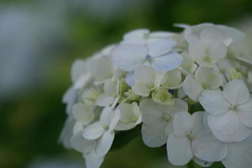 紫陽花 紫陽花の写真
