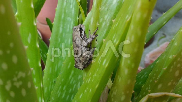 アロエとアマガエル 自然,生き物,冬眠の写真素材