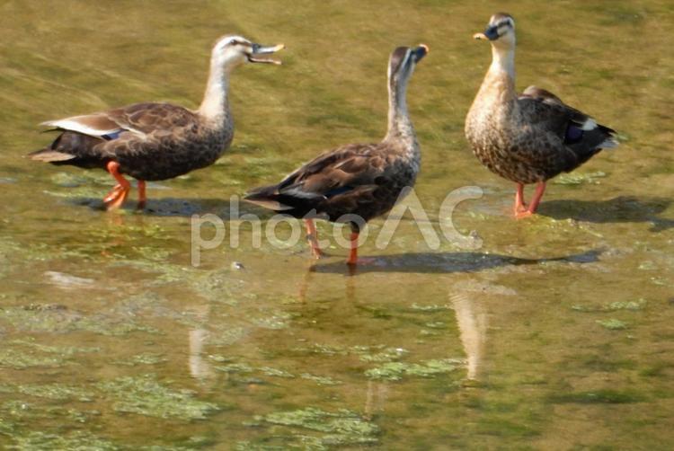 【鳥の写真】カルガモ（軽鴨） カルガモ,軽鴨,生き物の写真素材