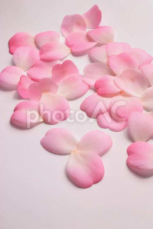 白背景にピンクの椿の花びら、ギフト用のハート型の椿の花 椿,ハート,ハート型の写真素材