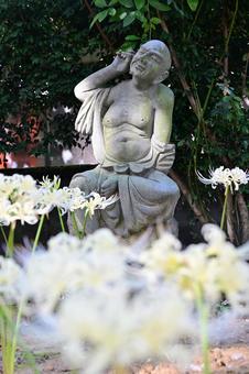 金沢・香林寺の白い彼岸花 金沢・香林寺の白い彼岸花 日本,石像,観光地の写真素材