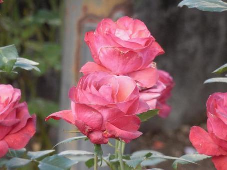 【薔薇の写真】バラの花 バラ,薔薇,植物の写真素材