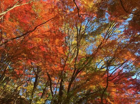 紅葉 紅葉の写真