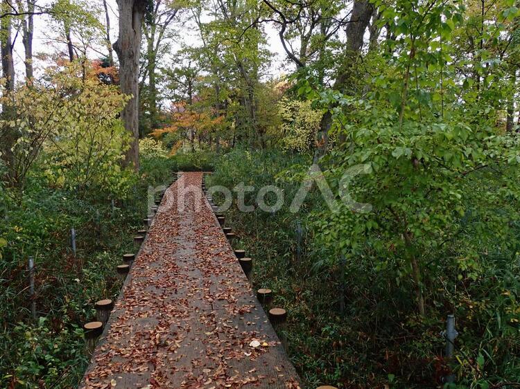 雨の散策路（秋） 遊歩道,散策路,散歩道の写真素材