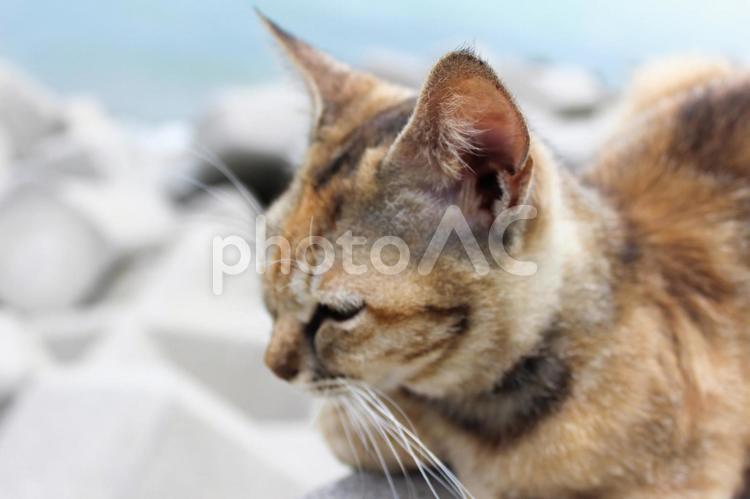 一点を見つめるねこ 生物,生き物,癒し系の写真素材