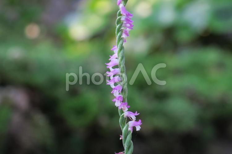 ネジバナ ネジバナ,ネジリバナ,初夏の写真素材