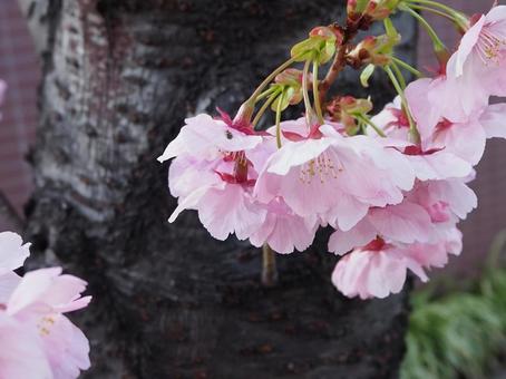 桜 桜の写真