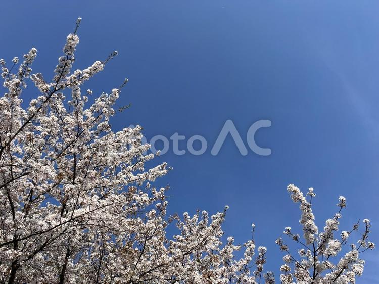 澄んだ青空と満開のソメイヨシノ 桜,ソメイヨシノ,満開の写真素材