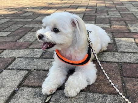 犬の散歩 犬の散歩の写真