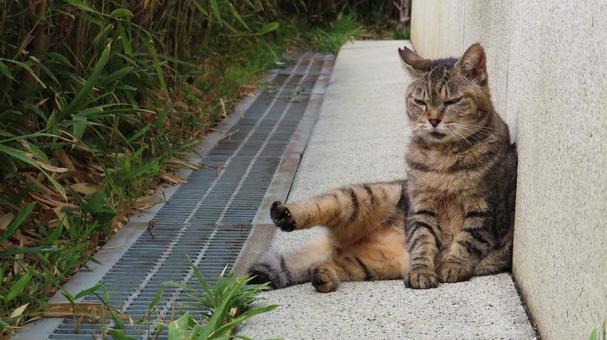 後ろ足の肉球をアピールするあざと可愛い猫 後ろ足の肉球をアピールするあざと可愛い猫 猫,キジトラ,肉球の写真素材