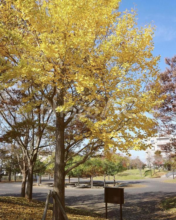 イチョウの木 イチョウの木,イチョウ,黄色いイチョウの写真素材
