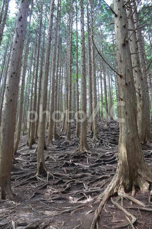 根 杉,根っこ,樹木の写真素材