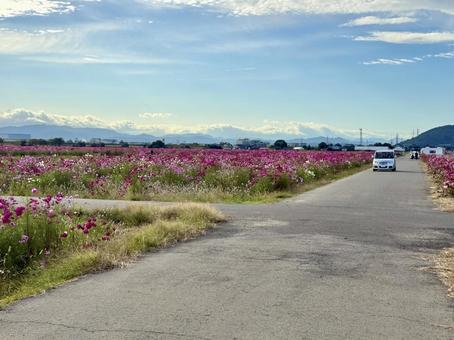 福井県　曇り空と宮ノ下コスモス公苑 あぜ道,福井県,宮ノ下コスモス公苑の写真素材