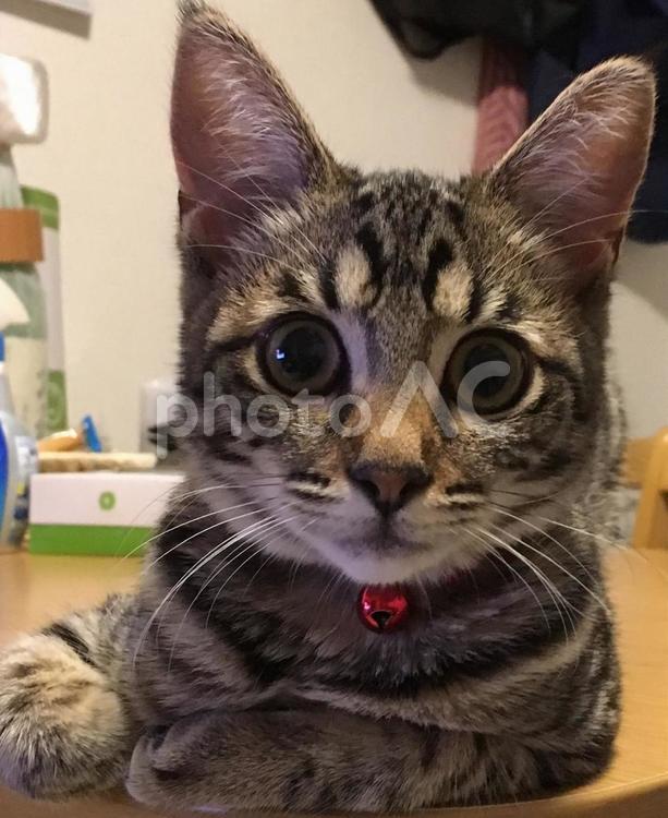 尋問してるような猫 猫,ペット,飼い猫の写真素材