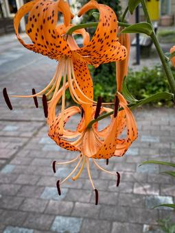 Tiger lilies stand out with their vibrant orange color, JPG Tiger lilies stand out with their vibrant orange color, JPG