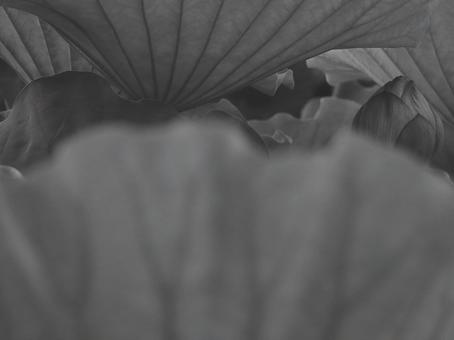 蓮 [白黒/淡]版 縦横4:3 白黒,モノクロ,蓮の写真素材