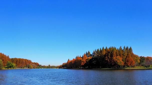 水元公園の紅葉・煉瓦色の木立＆池・葛飾区の写真