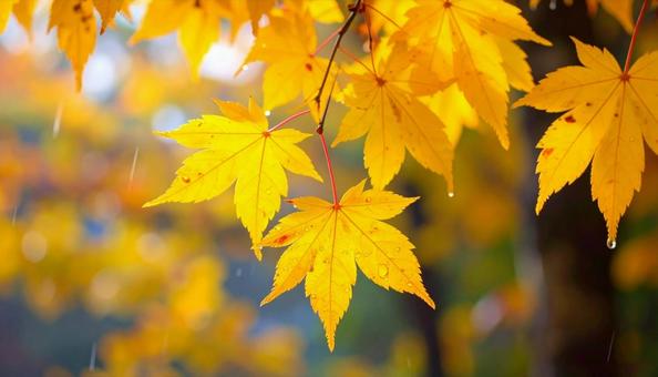 雨の中のもみじ 秋の紅葉 雨の中のもみじ 秋の紅葉の写真
