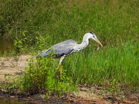 魚を咥えたアオサギ2 魚を咥えたアオサギ2 アオサギ,鳥,鳥類の写真素材