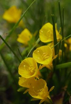 水仙 水仙,花,春の写真素材
