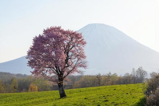 一本桜と霞む羊蹄山 一本桜と霞む羊蹄山の写真