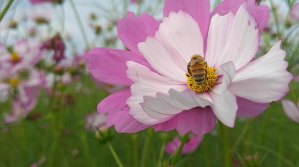 cosmos and bees, JPG