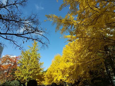 銀杏並木　紅葉 秋,風景,空の写真素材