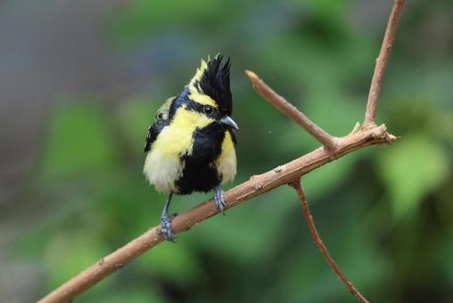 キホオカンムリガラ キホオカンムリガラ キホオカンムリガラ,野鳥,カラ類の写真素材