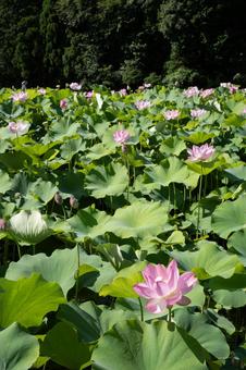 蓮の花 蓮の花 蓮の花,ハスの花,花の写真素材
