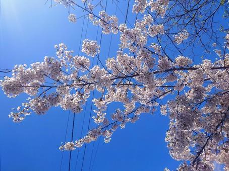 桜 花,植物,自然の写真素材