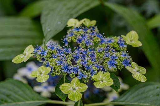 指扇アジサイまつり2025年 指扇アジサイまつり2025年 アジサイ,紫陽花,花の写真素材