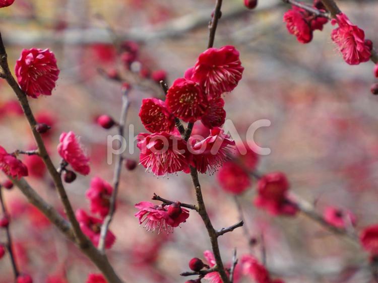 紅梅のある風景 紅梅,梅の花,梅花の写真素材