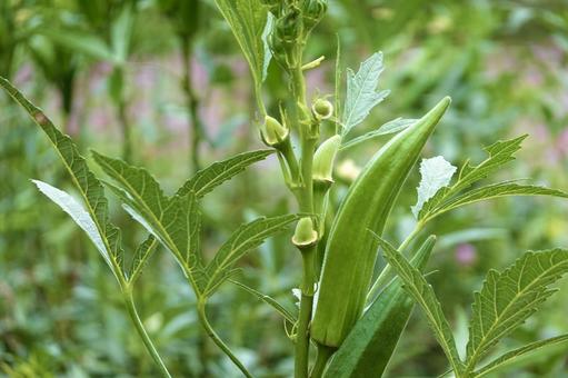 実ったオクラの写真