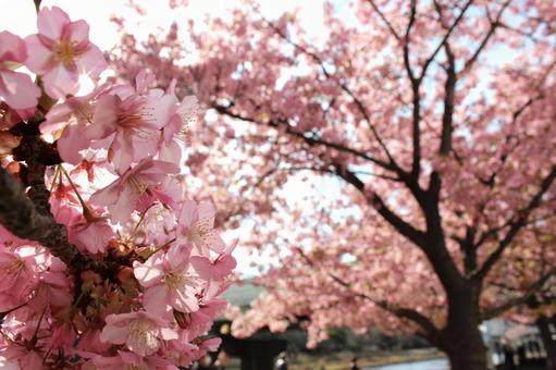 河津桜の写真