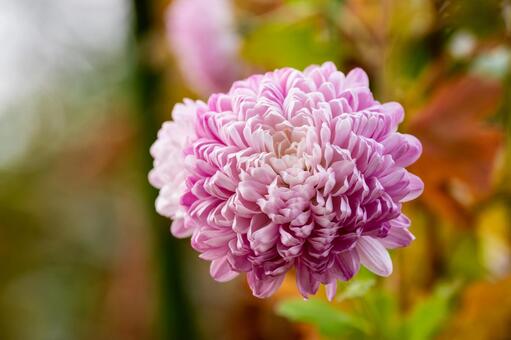 ガーデンマム⑷ 花,ガーデンマム,植物の写真素材