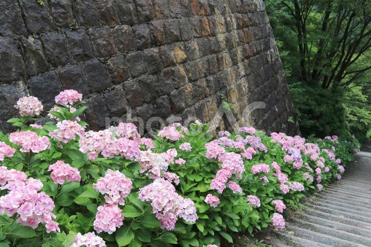 ピンクの紫陽花の階段 あじさい,梅雨,アジサイの写真素材