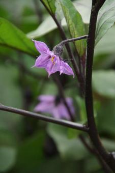 ナスの花 ナスの花 ナス,花,紫の写真素材