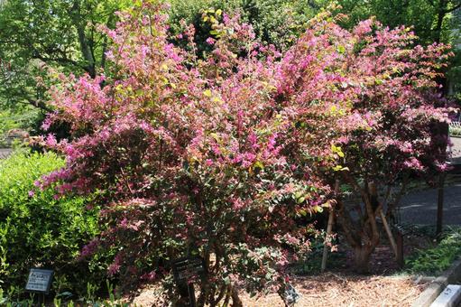 アカバナトキワマンサク　咲く風景 アカバナトキワマンサク,花木,美しいの写真素材