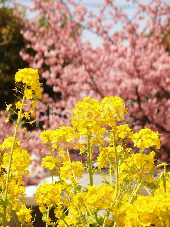 淀の菜の花と河津桜　０２ 菜の花,なの花,桜の写真素材