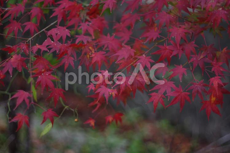 完全に紅葉したヤマモミジ もみじ,秋,ヤマモミジの写真素材