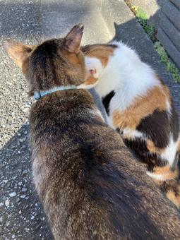 stray cat, JPG stray cat, JPG