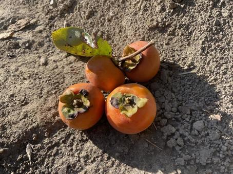 柿 柿,果物,収穫の写真素材