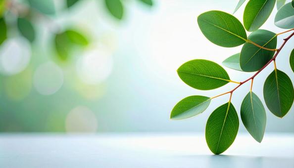 観葉植物の葉の背景写真 観葉植物の葉の背景写真の写真