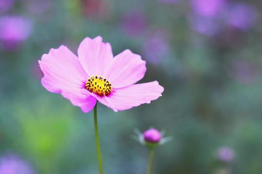コスモスの花のある風景 コスモスの花のある風景の写真