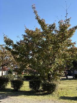 広場と木 青空,木,自然の写真素材