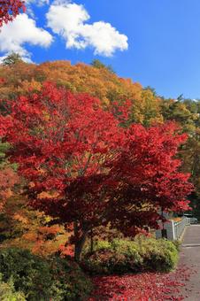 秋晴れにモミジ 秋晴れにモミジの写真