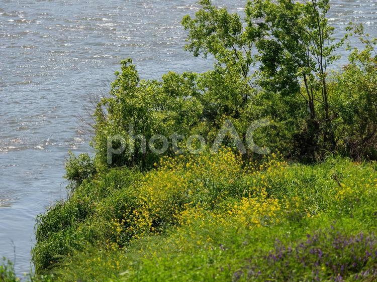 大和川沿いに咲く菜の花 大和川,川,河川の写真素材