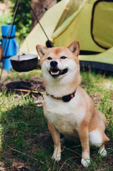 テント横に立つ犬 犬,テント,キャンプの写真素材