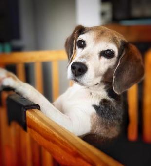 ビーグル犬 ビーグル犬の写真